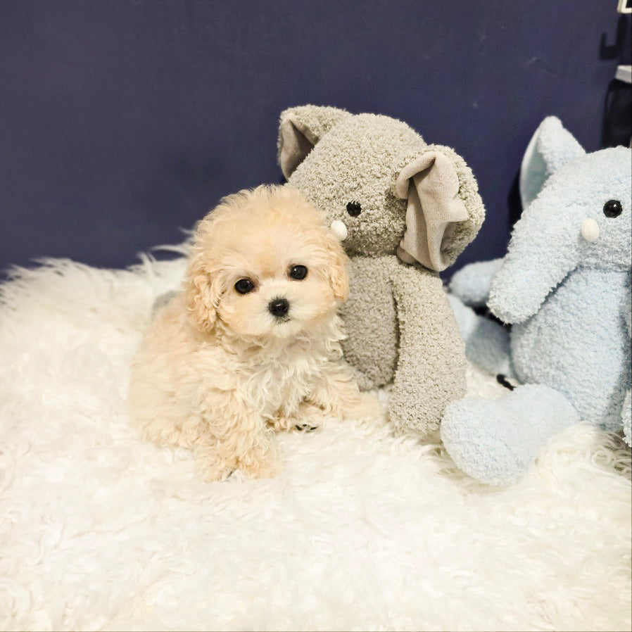 Toy poodle- Luna (Singapore shipping fee included)