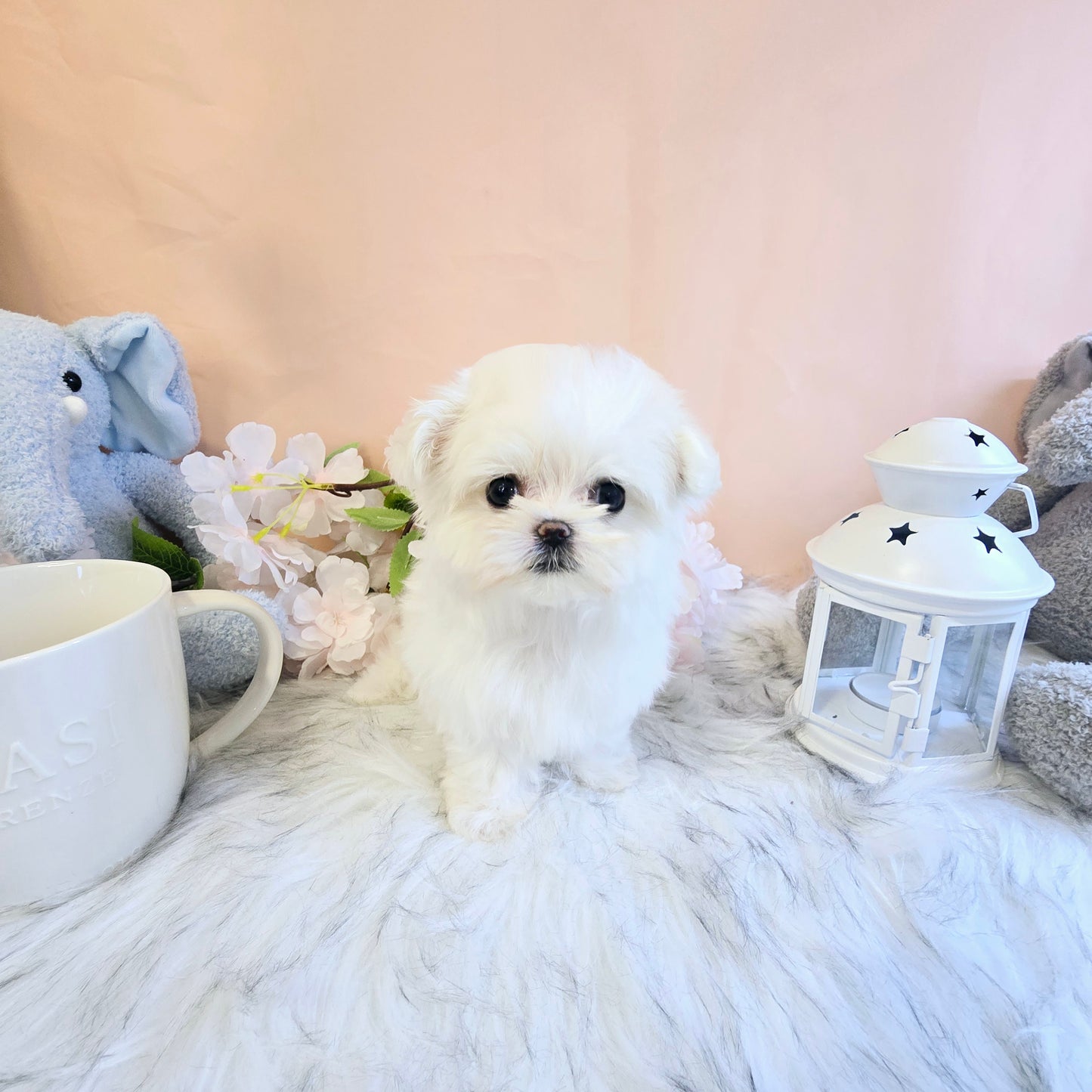 Mini Maltese for sale - Sasha