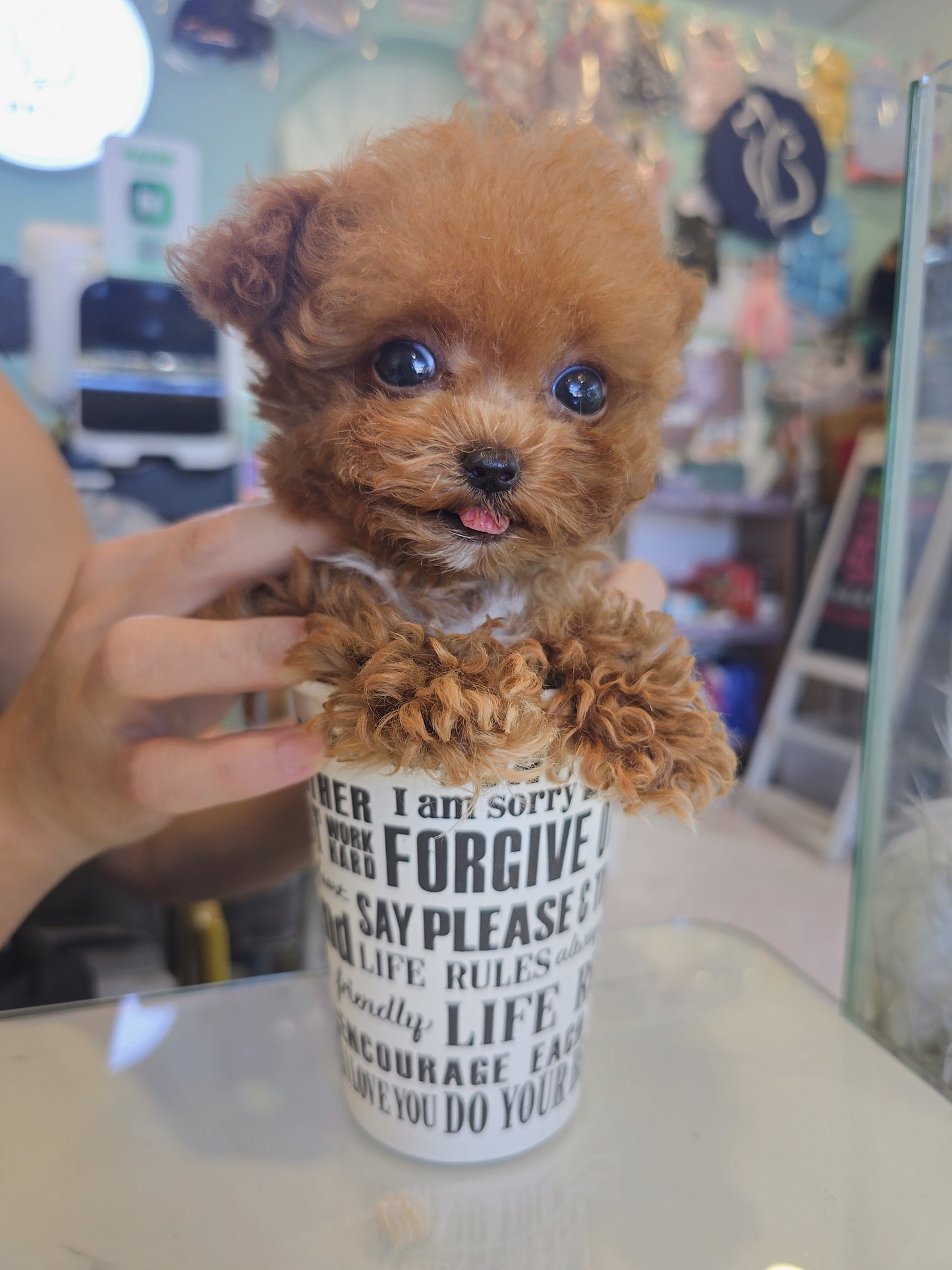 Toy poodle- Toby (Singapore shipping fee included)