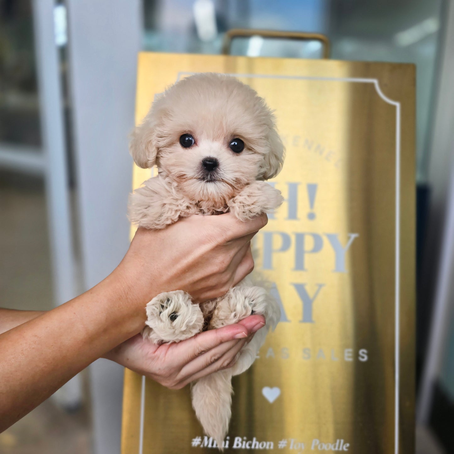 Mini Maltipoo- Sharon (Singapore shipping fee included)