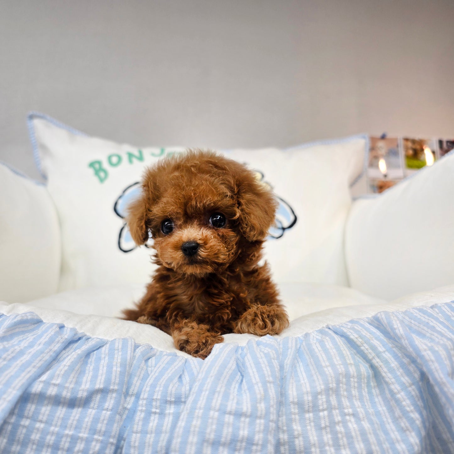 Toy poodle for sale-Michael