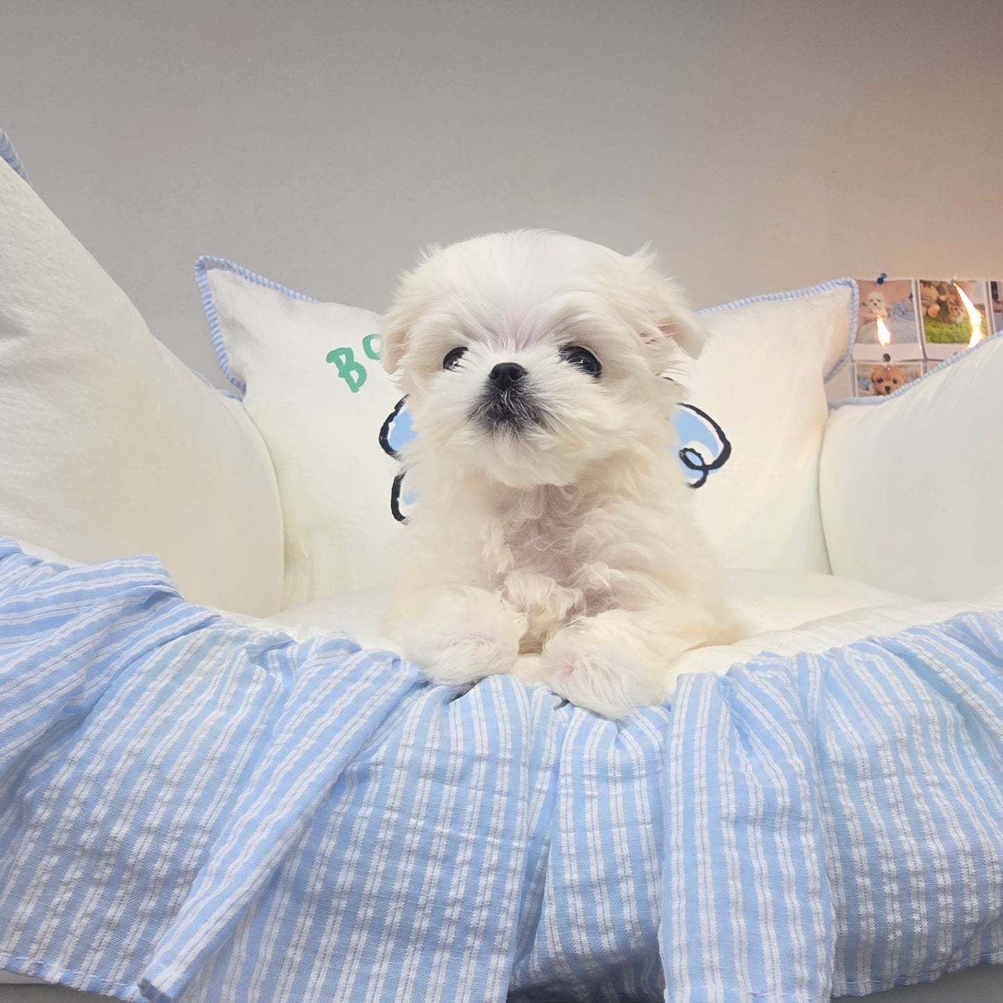 Mini Maltese for sale - kyungsu