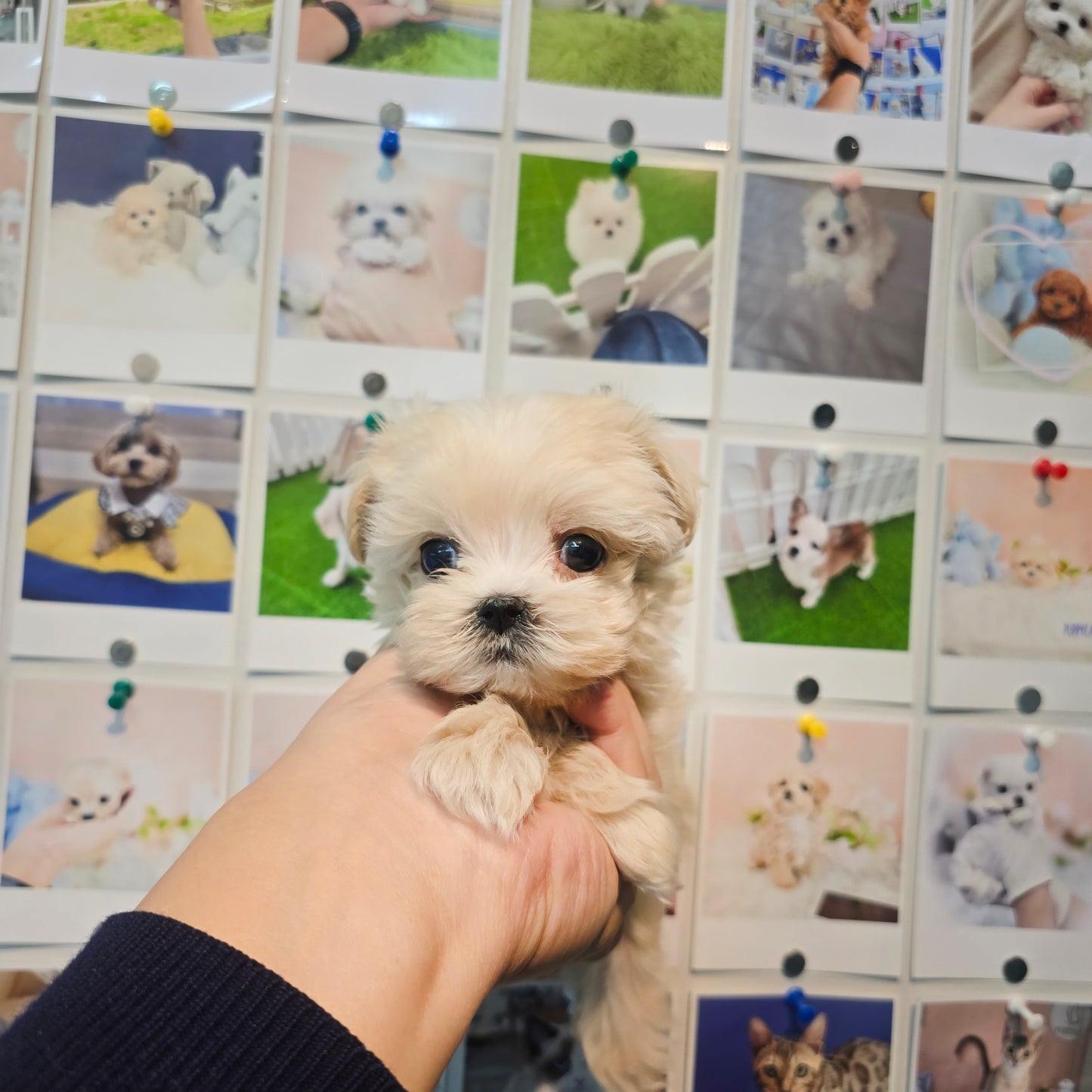 Mini Maltipoo for sale-Jeulme