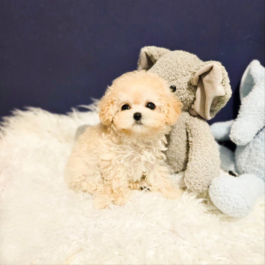 Toy poodle for sale-luna