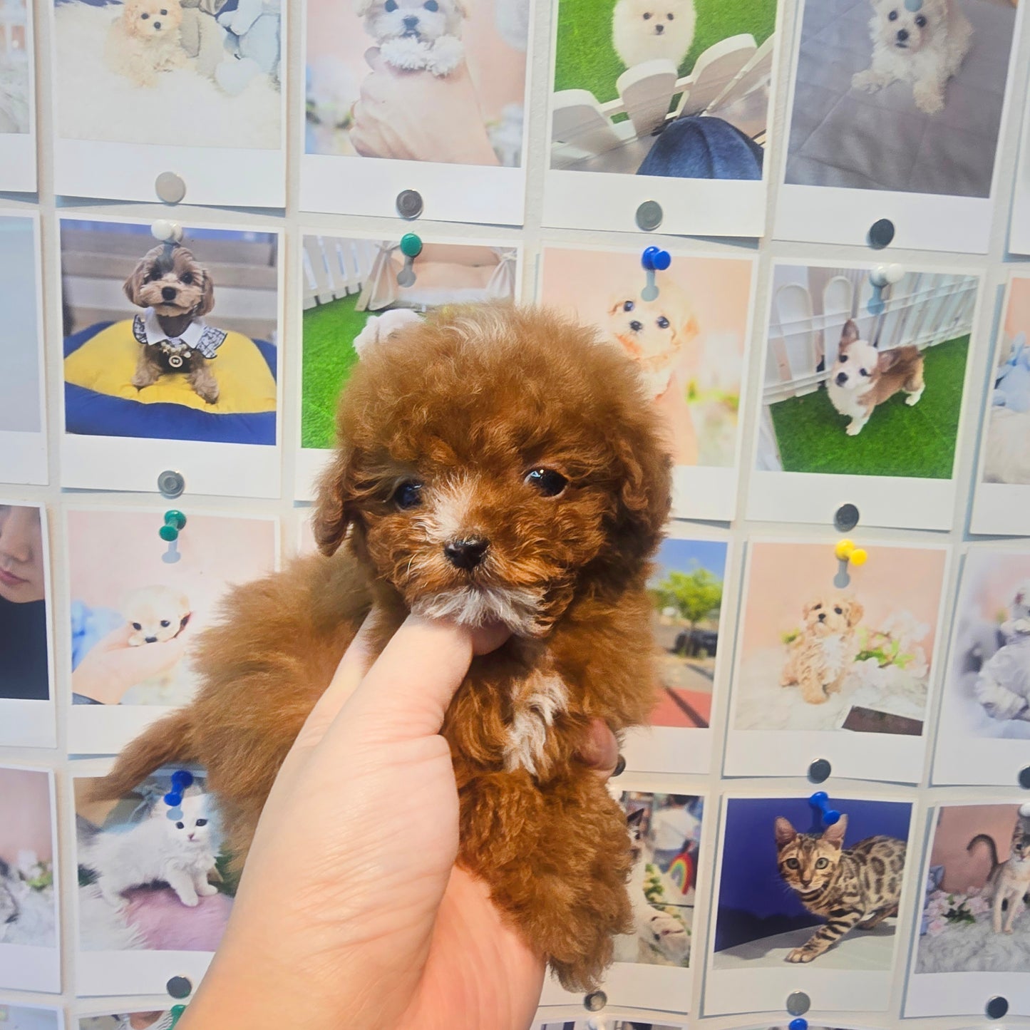 Mini Maltipoo for sale-Kwangsu