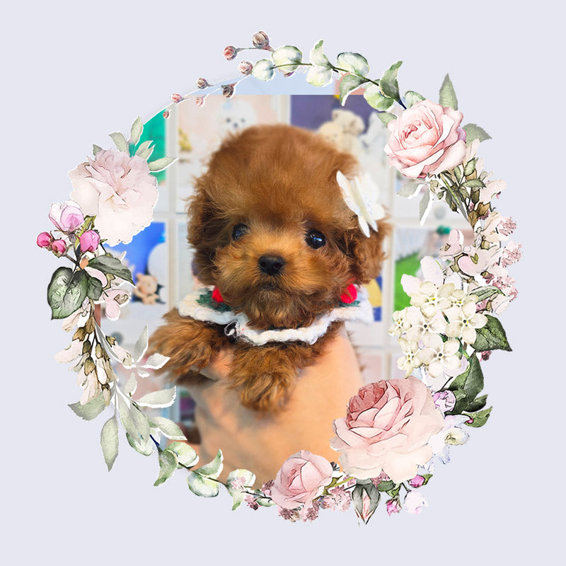 Toy poodle for sale-Adam