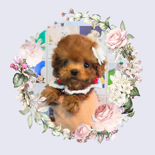 Toy poodle for sale-Adam