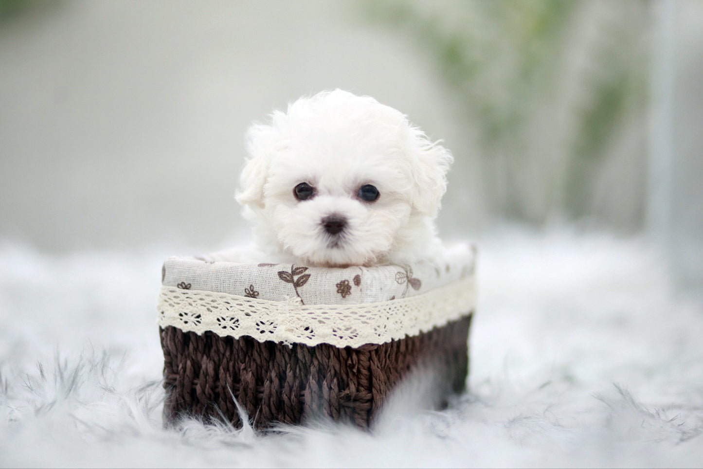 Bichon Frise for sale-Benji