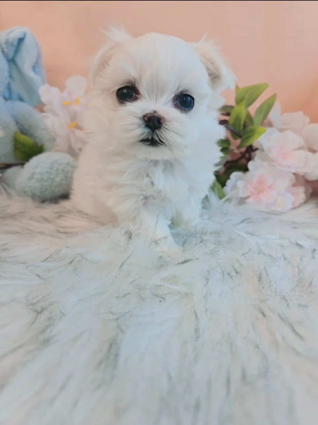 Mini Maltese- Bella (Singapore shipping fee included)