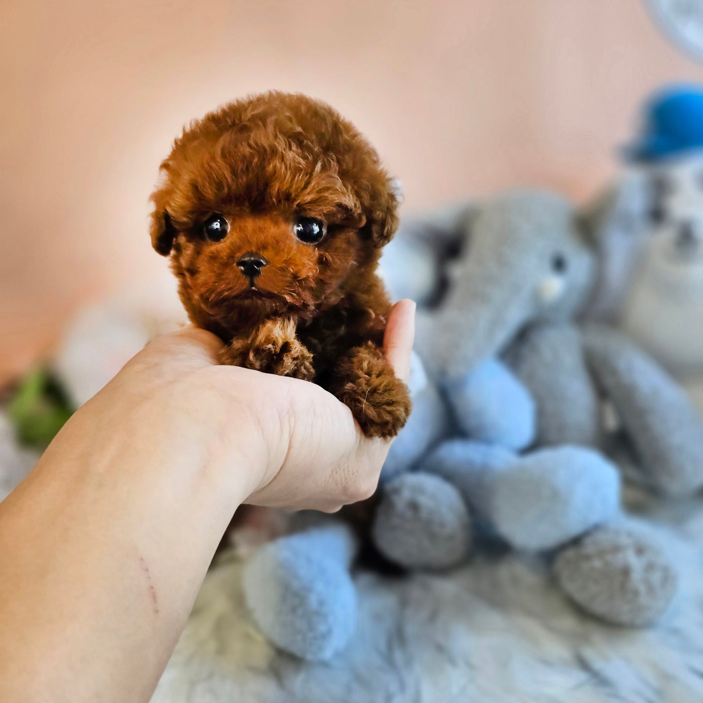 Tiny poodle- Teddy (Singapore shipping fee included)