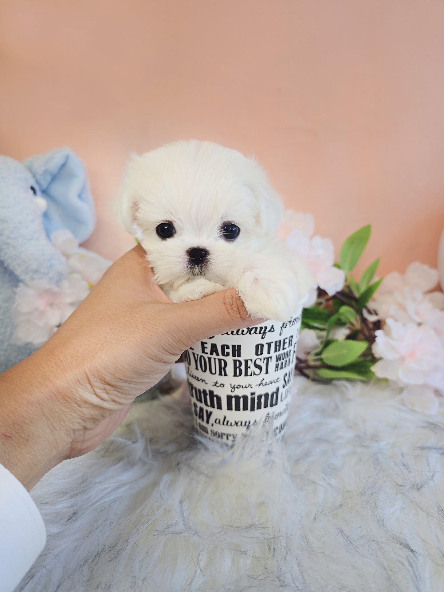 Mini Maltese for sale - Ace