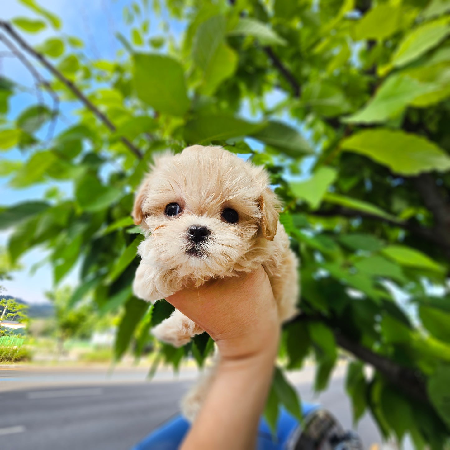 Mini Maltipoo- Mickey (Singapore shipping fee included)