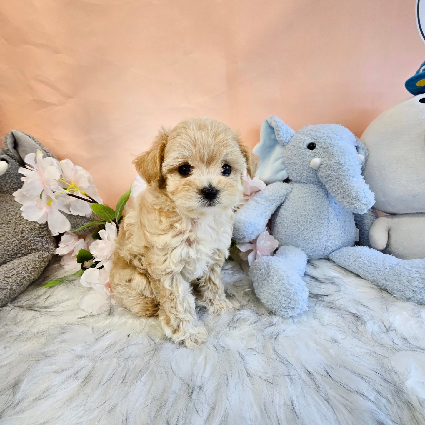 Mini Maltipoo for sale-NATASHA