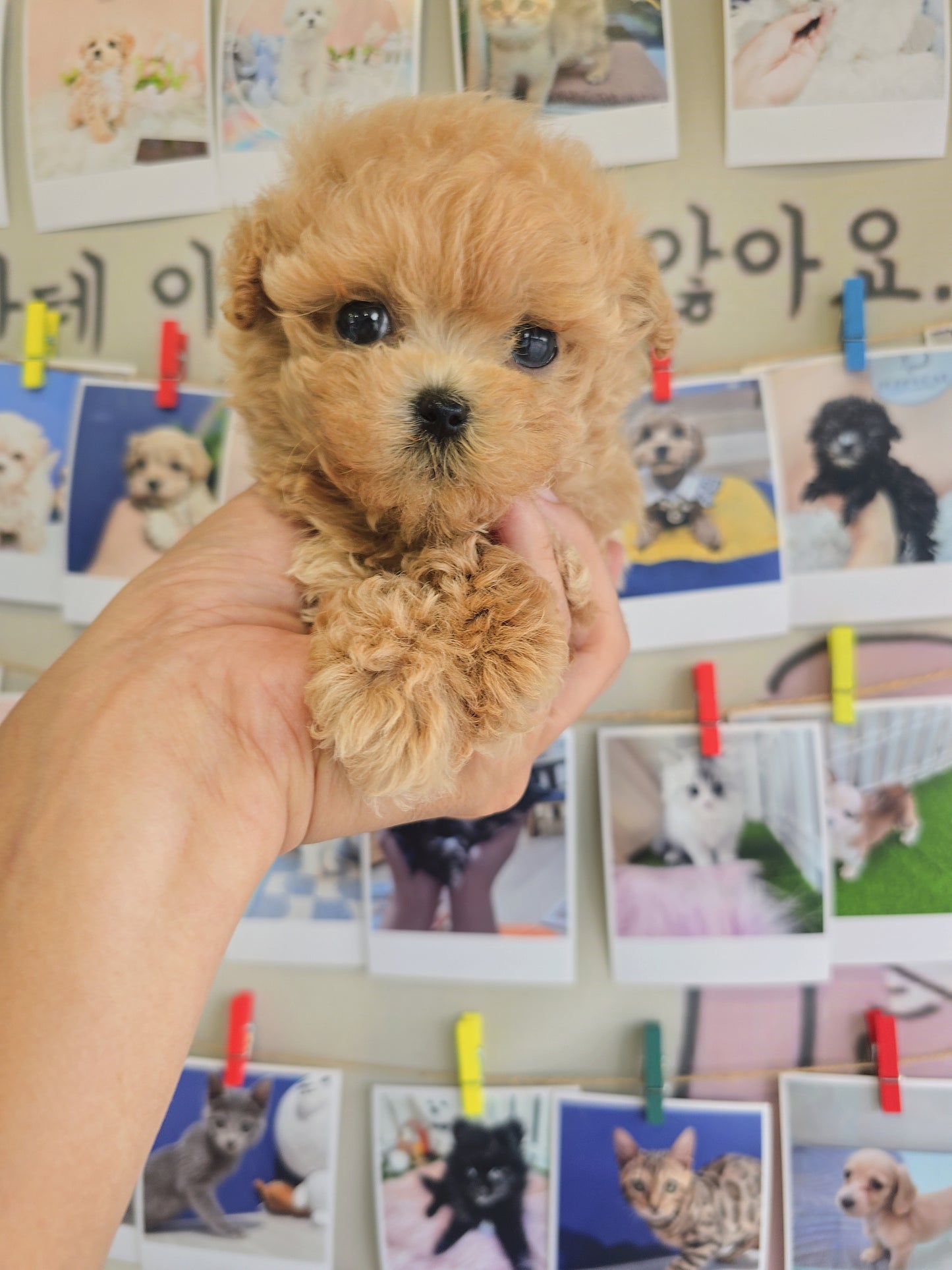 Toy poodle for sale-Max