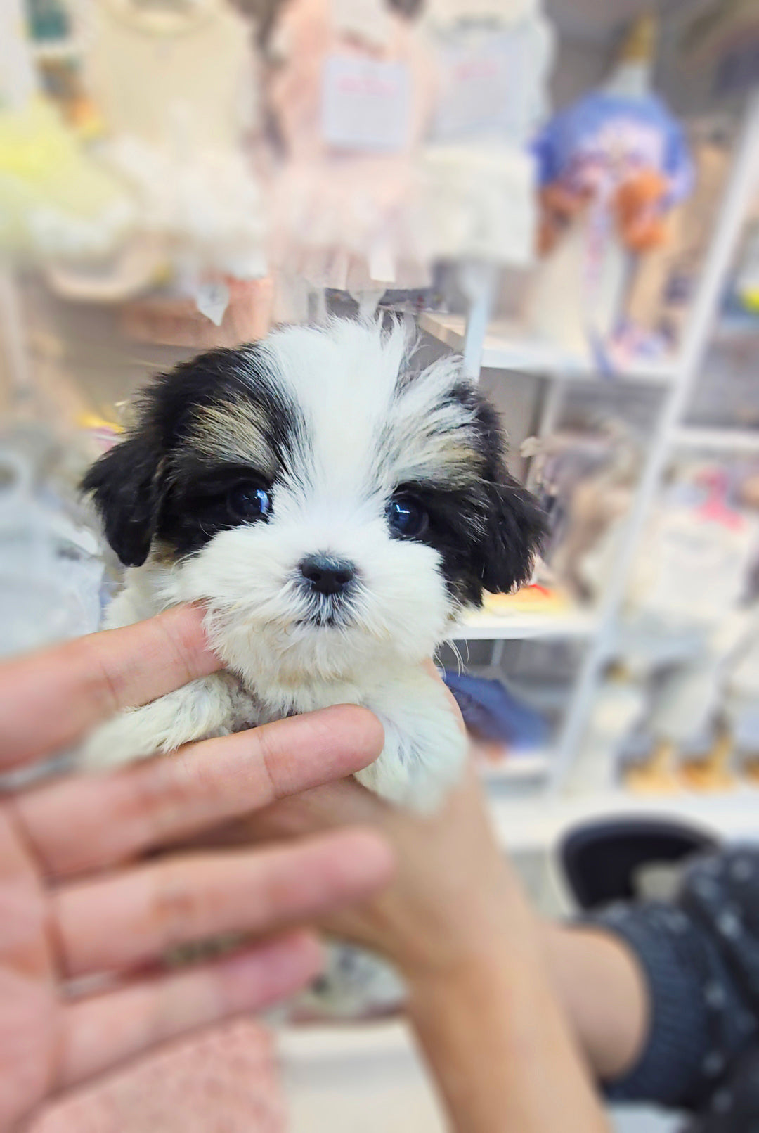 Mini Maltipoo- Angel (Singapore shipping fee included)