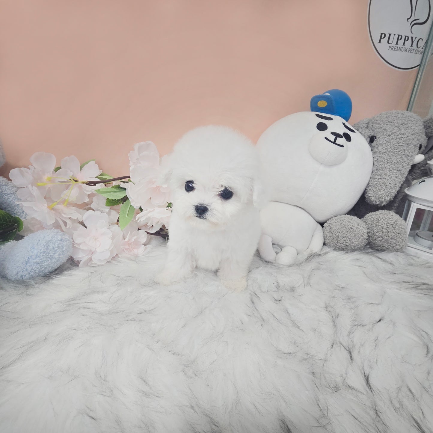 Mini Bichon - Lily (Singapore shipping fee included)