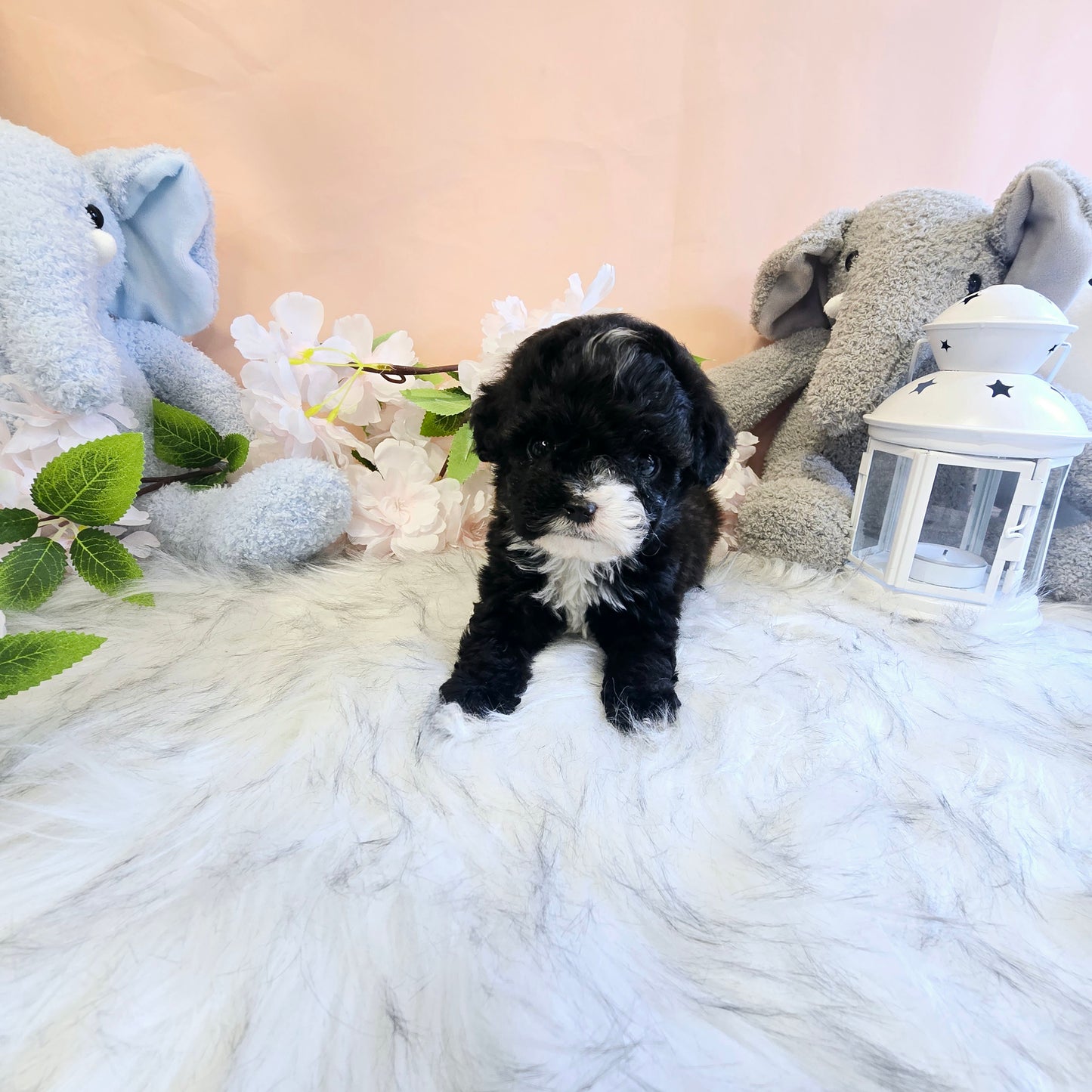 poodle- Bruno (Singapore shipping fee included)