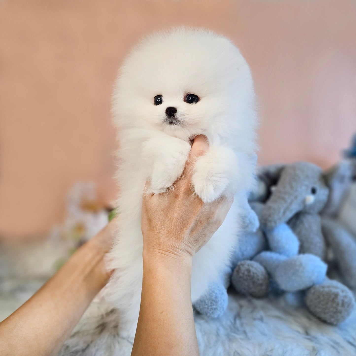 Pomeranian for sale- Daisy