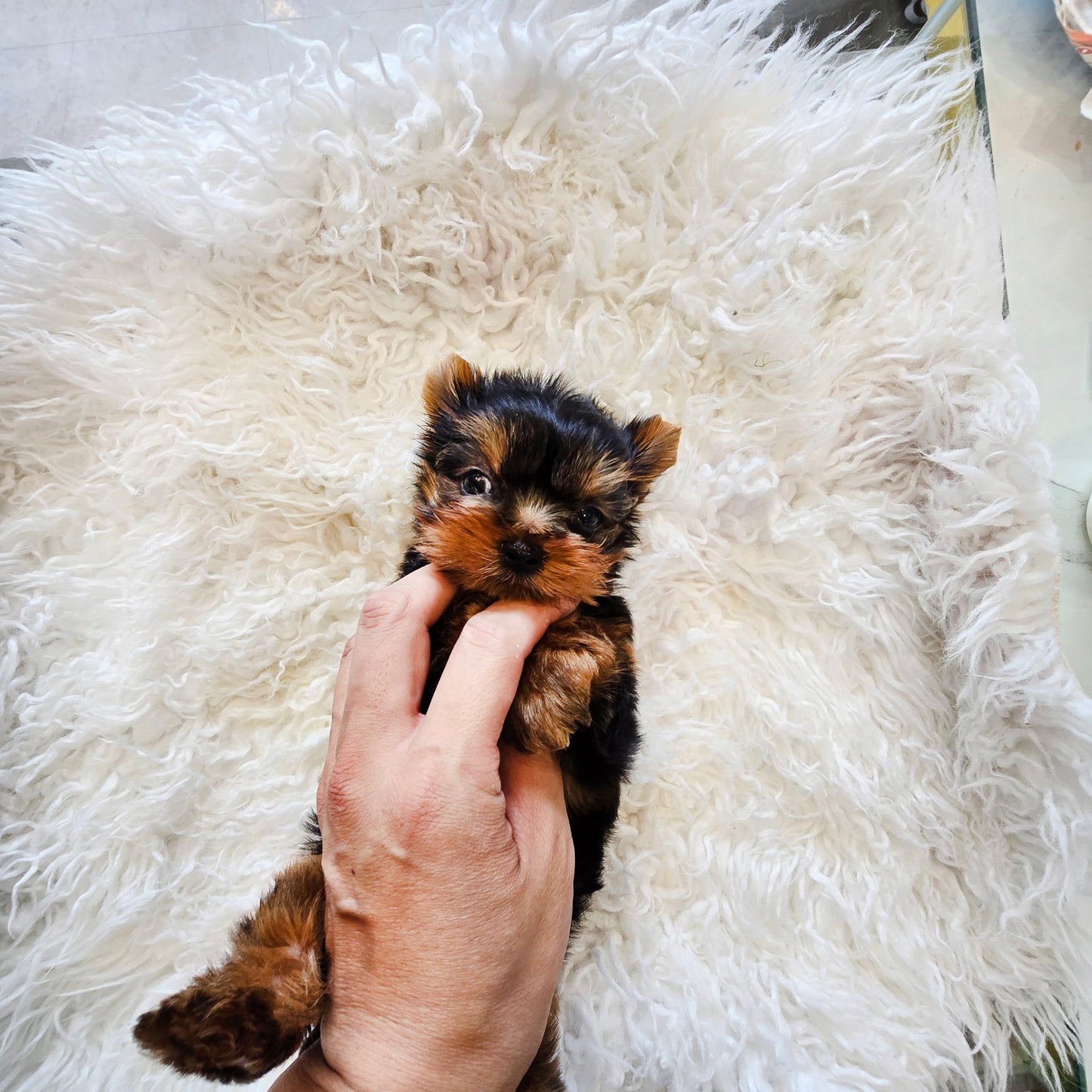 Yorkshire Terrier for sale-Terry