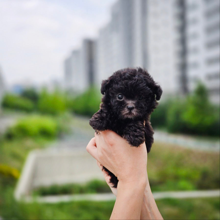 Tiny poodle for sale-Tiana