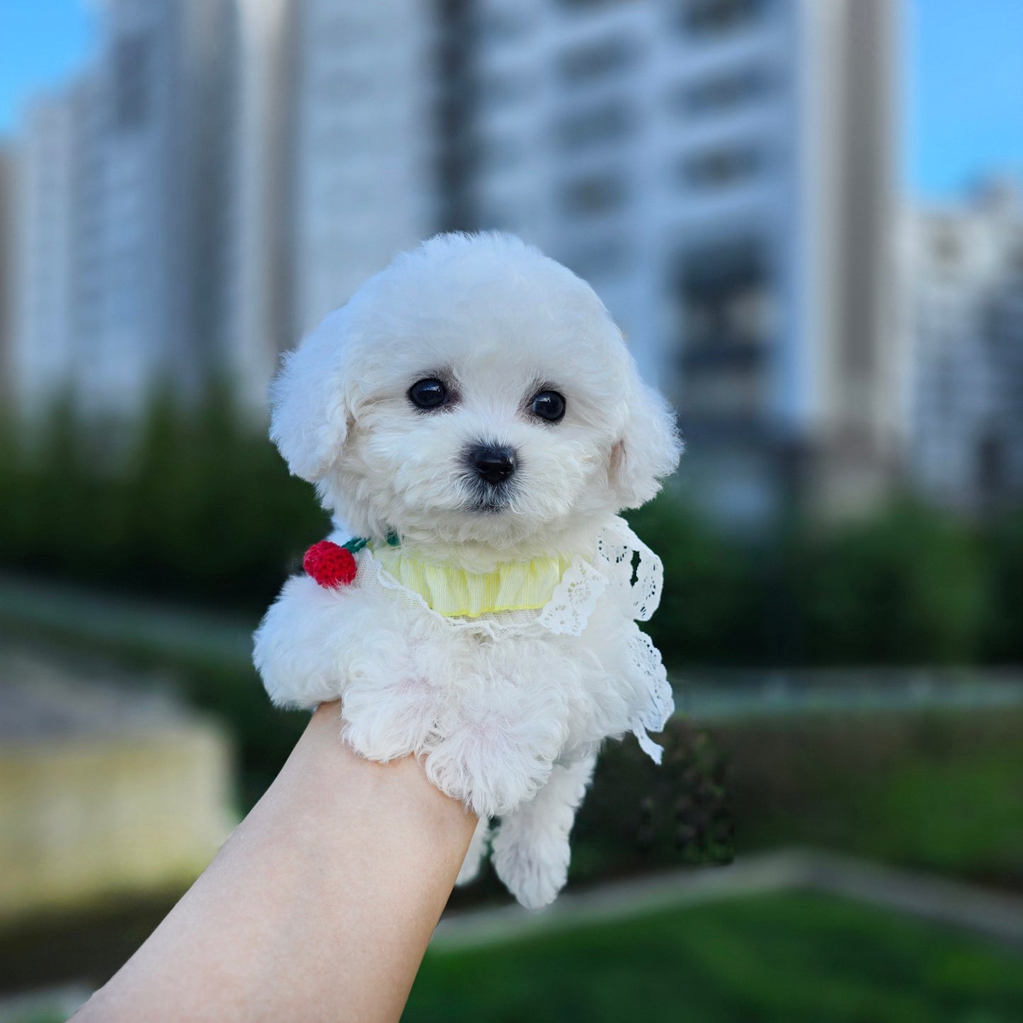 Mini Bichon Frise for sale-GOME