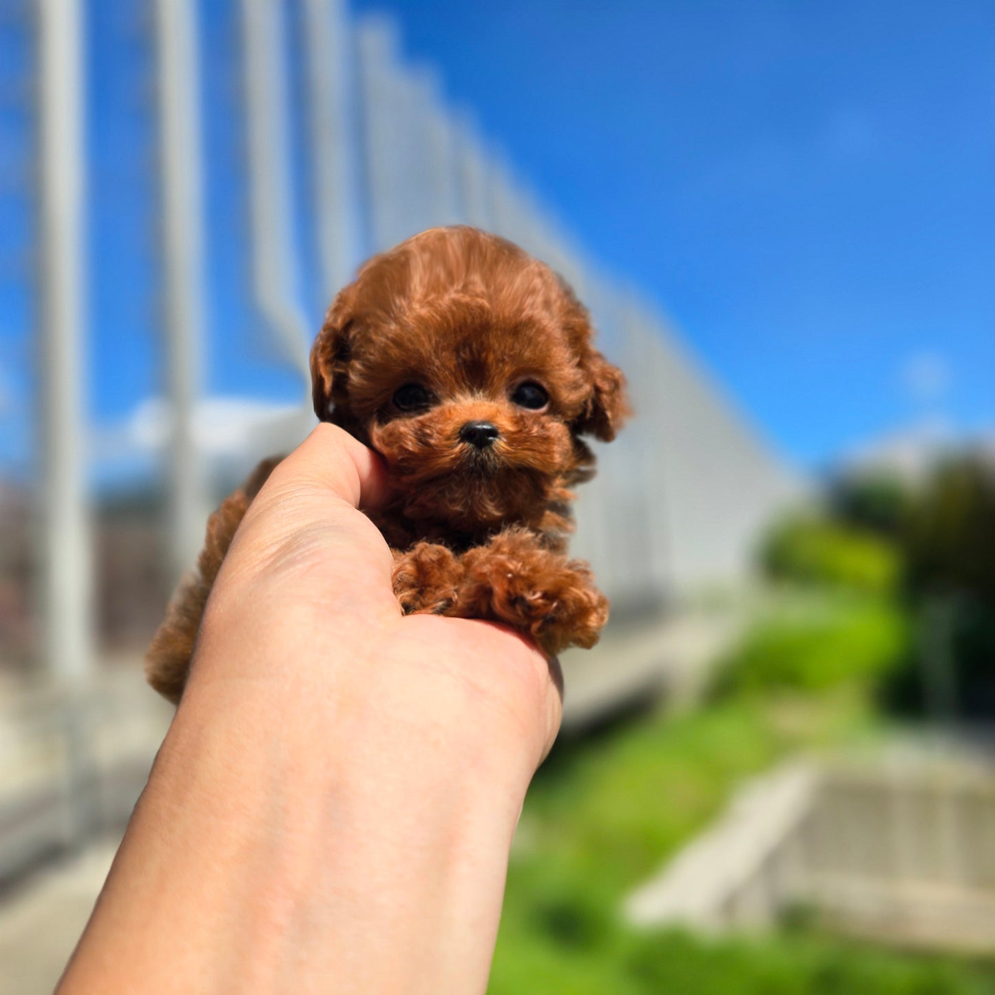 Toy poodle- Milo (Singapore shipping fee included)