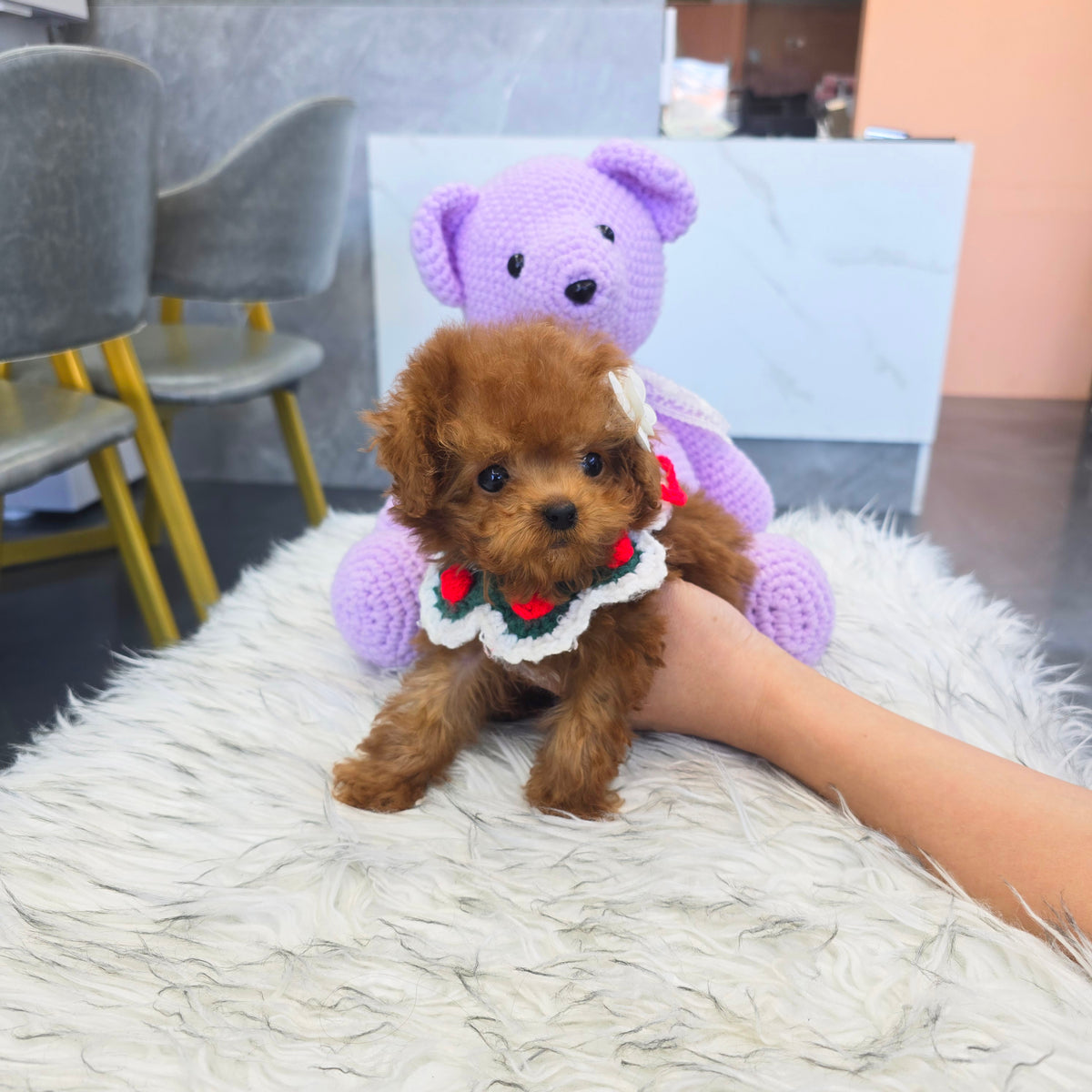 Toy poodle - Adam (Singapore shipping fee included)
