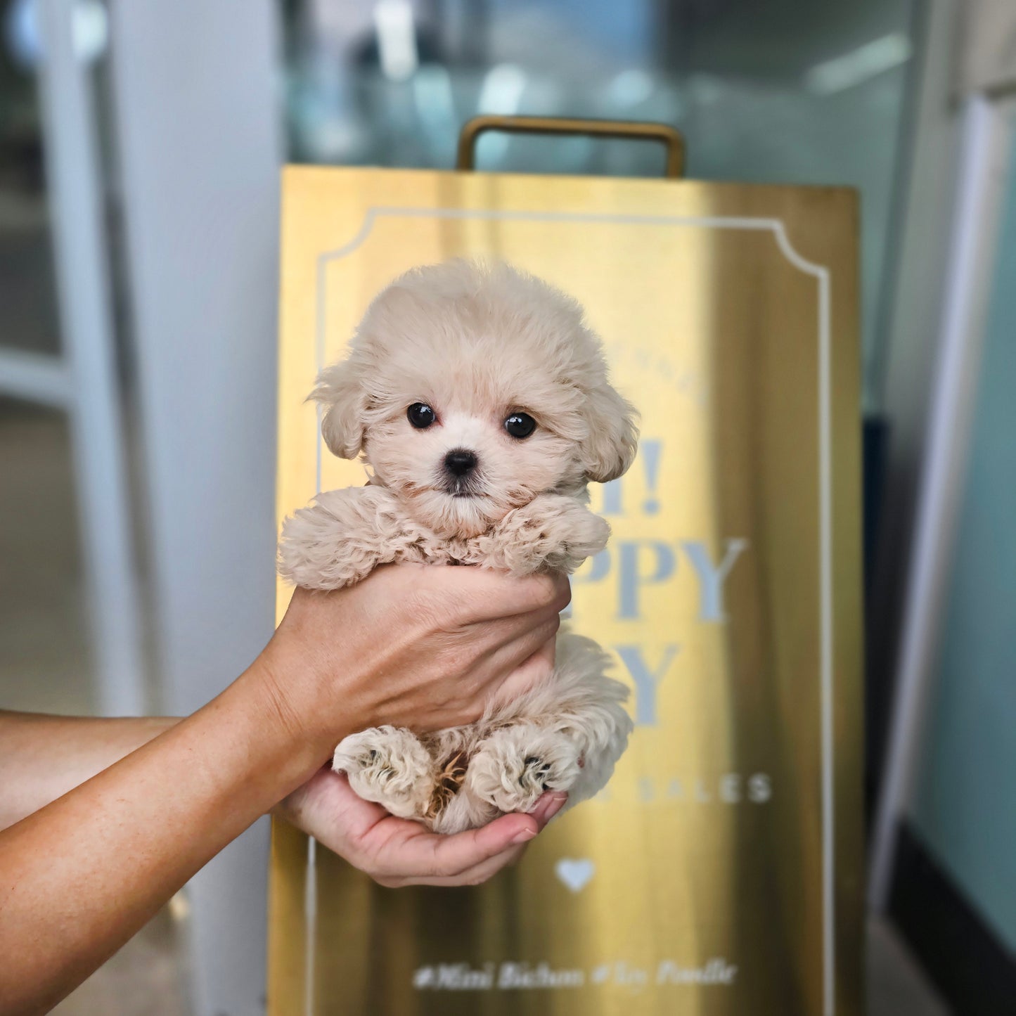 Mini Maltipoo for sale-Sharon