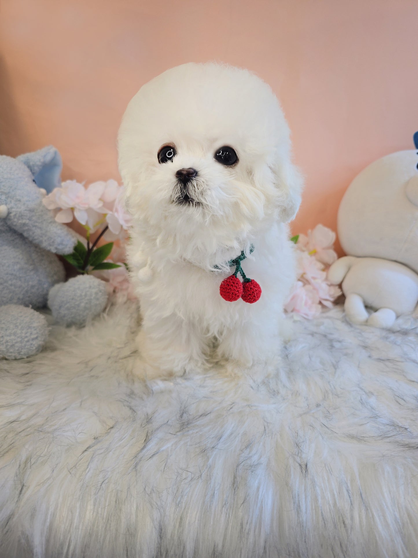 Mini Bichon - MANGO (Singapore shipping fee included)