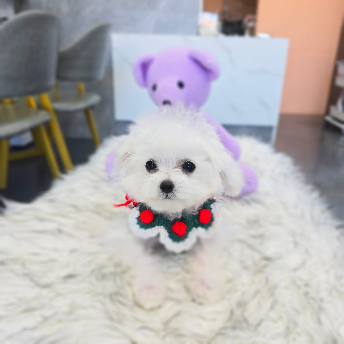 Mini Bichon Frise for sale-Hera