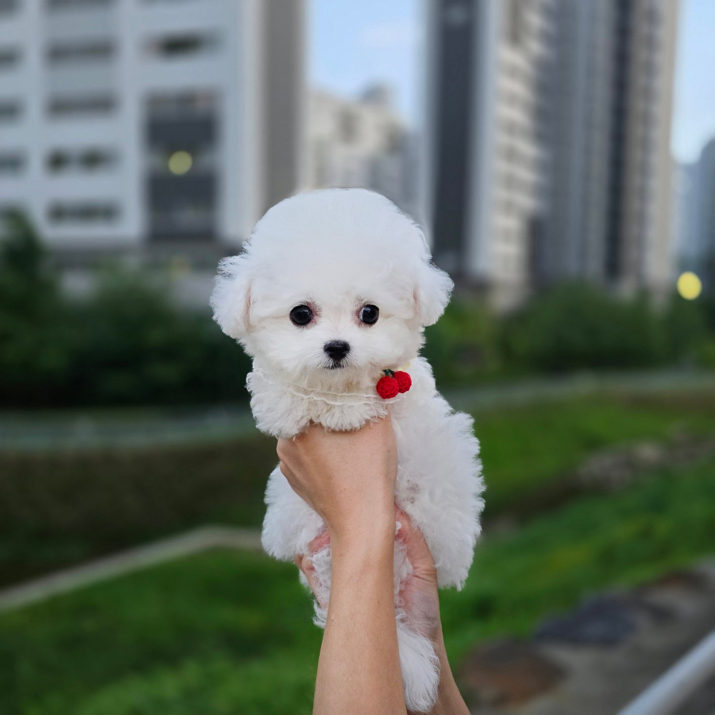 Mini Bichon Frise- SIMBA(Singapore shipping fee included)