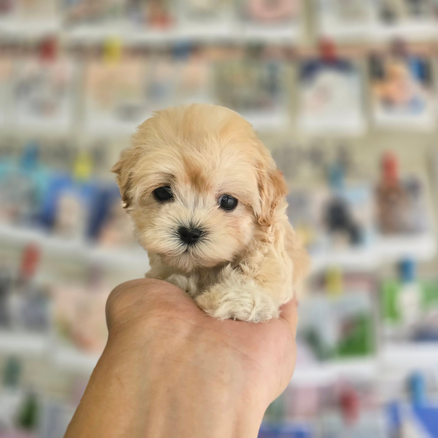 Mini Maltipoo- Cookie (Singapore shipping fee included)