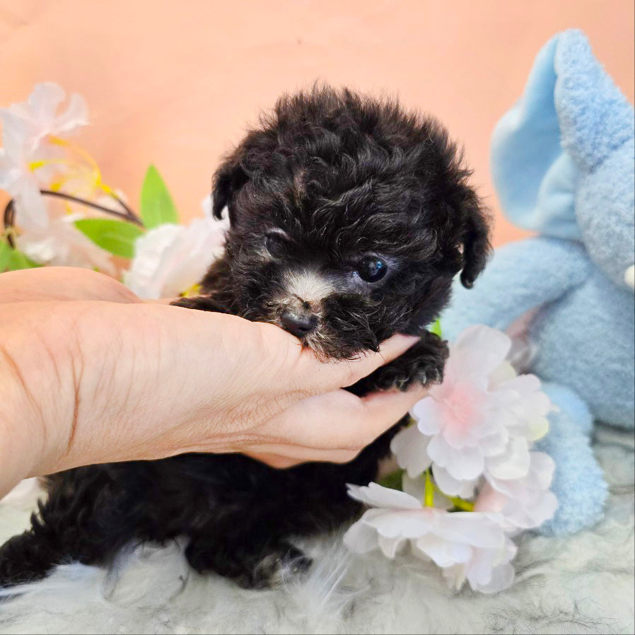 Tiny poodle- Tiana (Singapore shipping fee included)