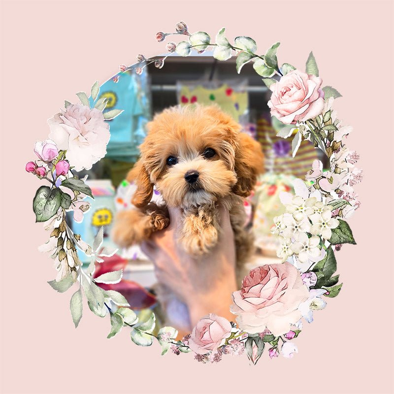 Maltipoo- Babamba (Singapore shipping fee included)