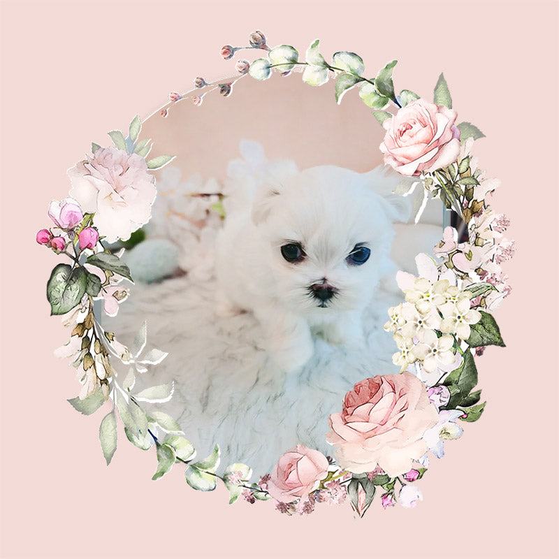 Mini Maltese- Bella (Singapore shipping fee included)