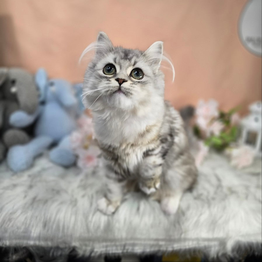 Persian Cat for sale-BA