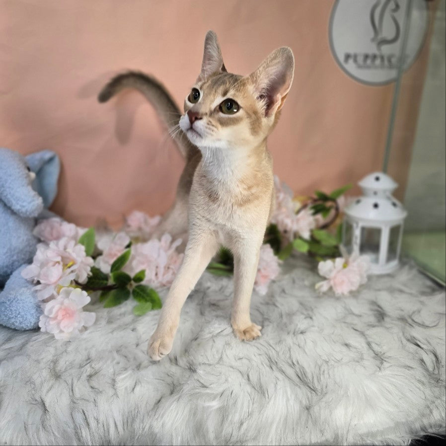 Abyssinian Cat for sale-ABBA