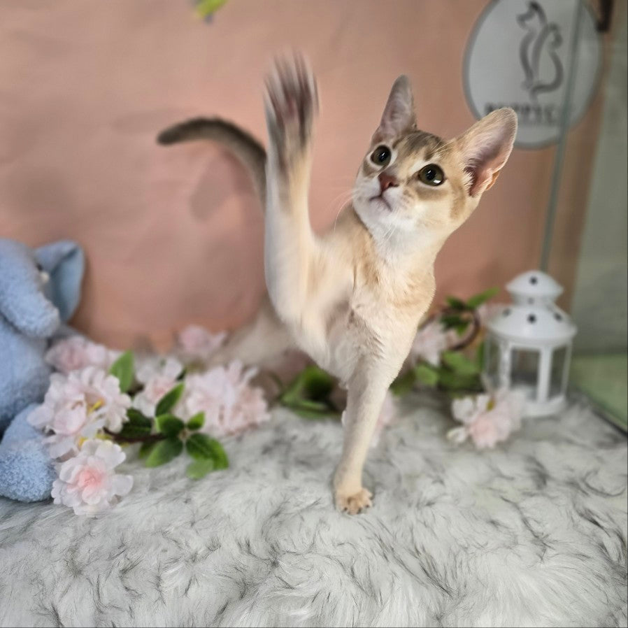 Abyssinian Cat for sale-ABBA