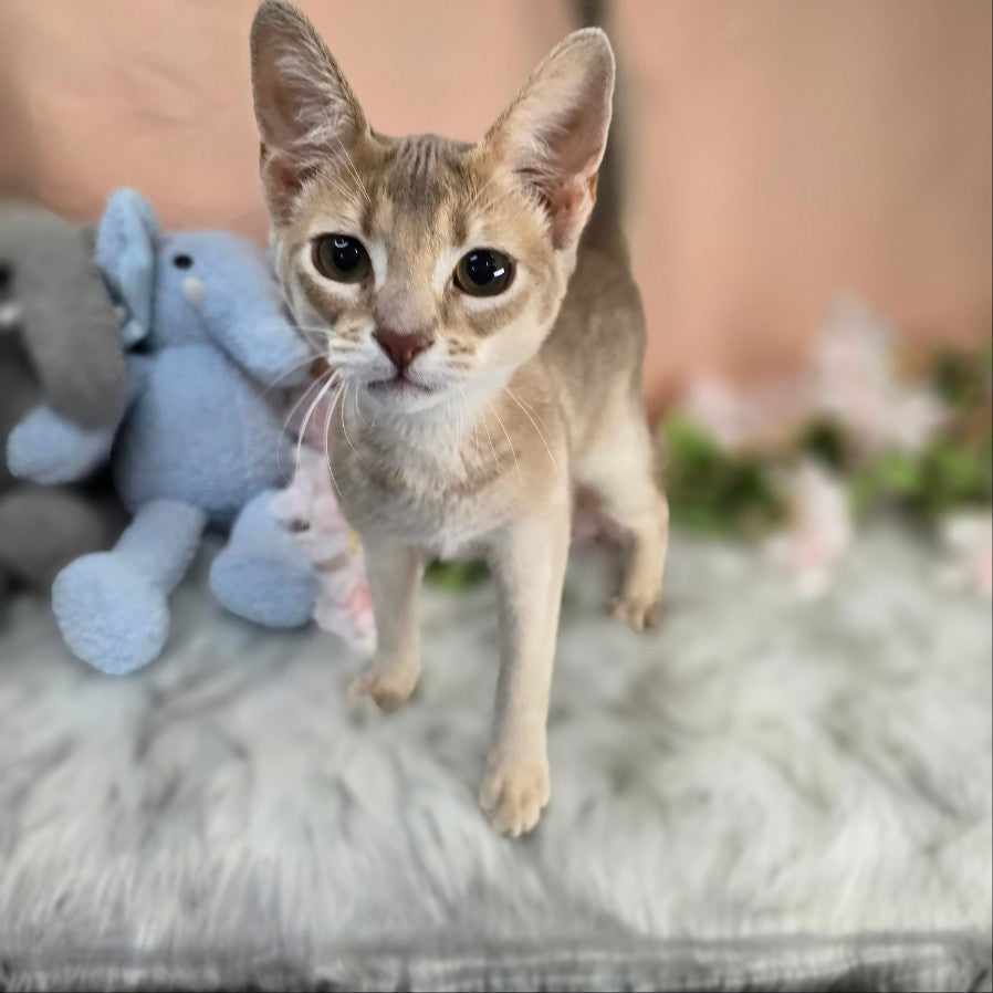 Abyssinian Cat for sale-ABBA