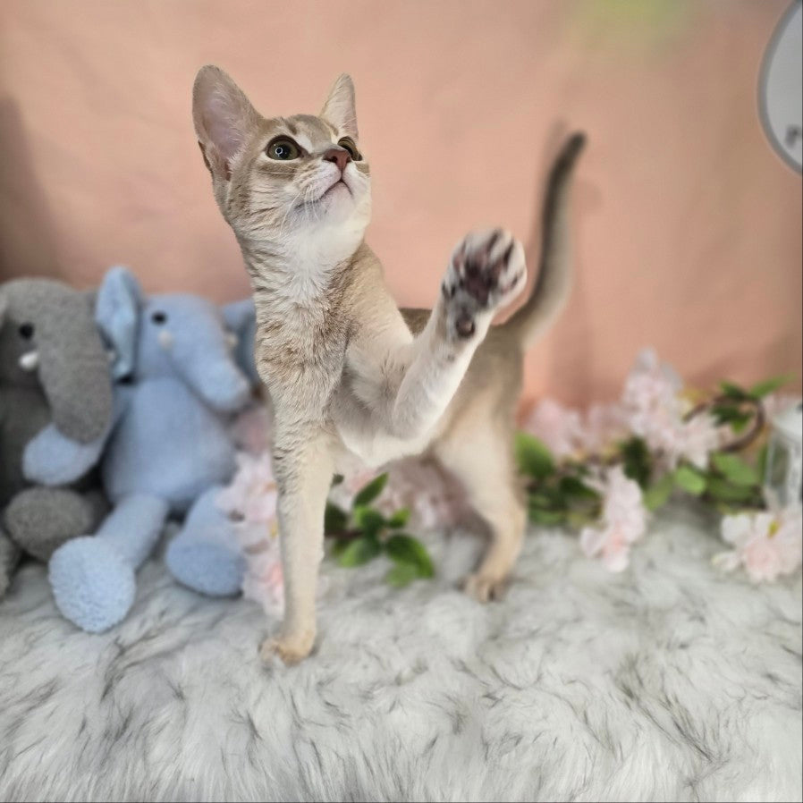 Abyssinian Cat for sale-ABBA