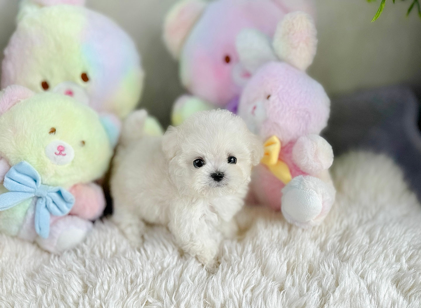 Mini Bichon - HOBBANG (Singapore shipping fee included)