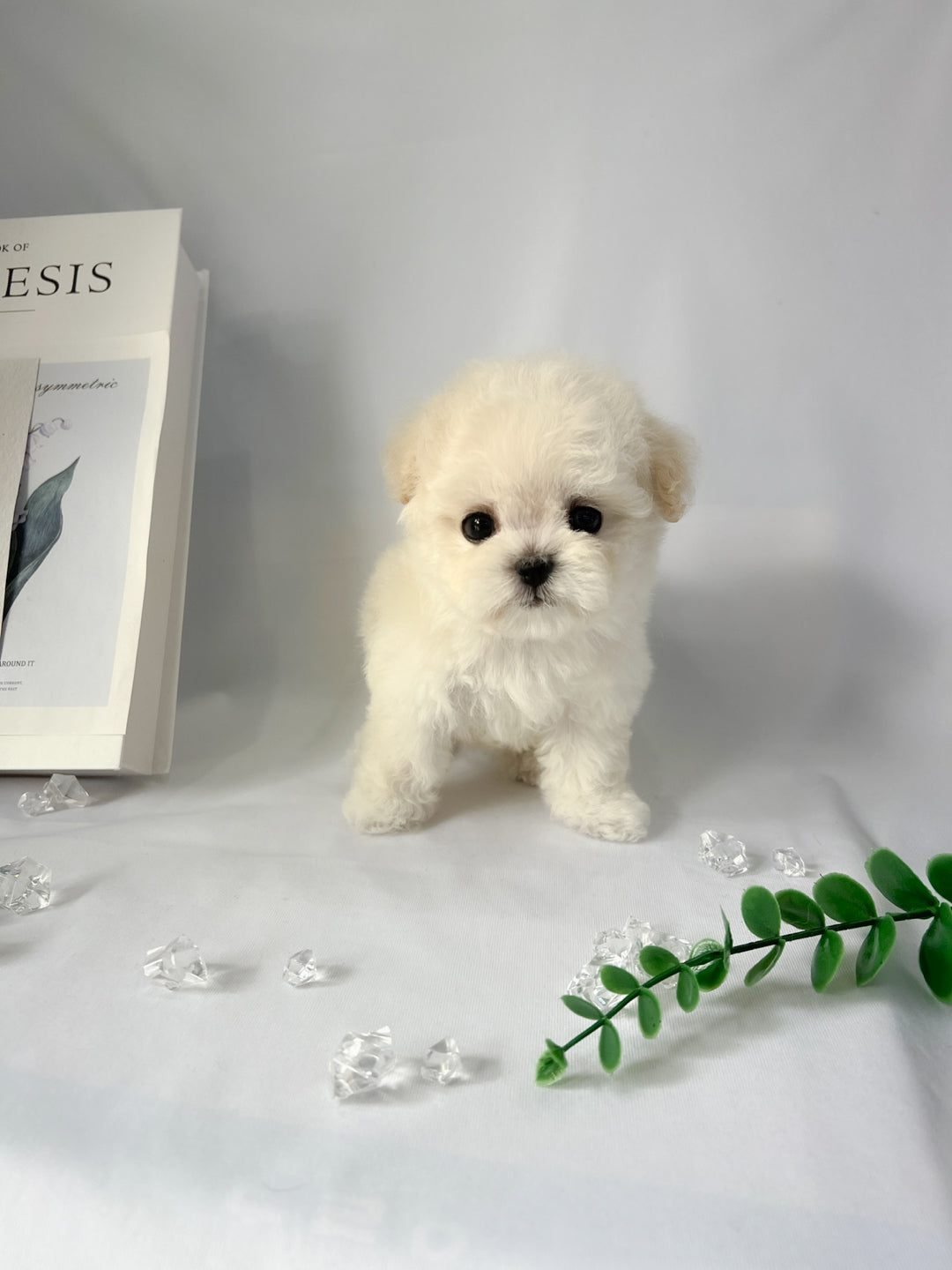 Mini Bichon - HOBBANG (Singapore shipping fee included)