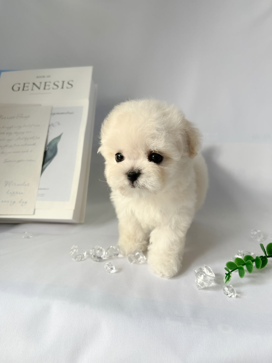 Mini Bichon - HOBBANG (Singapore shipping fee included)