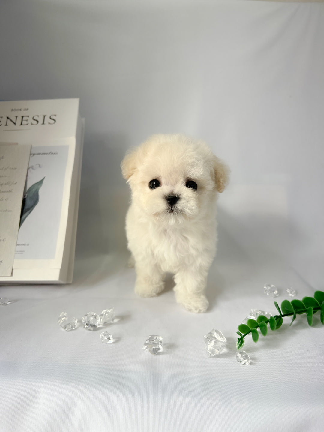 Mini Bichon - HOBBANG (Singapore shipping fee included)