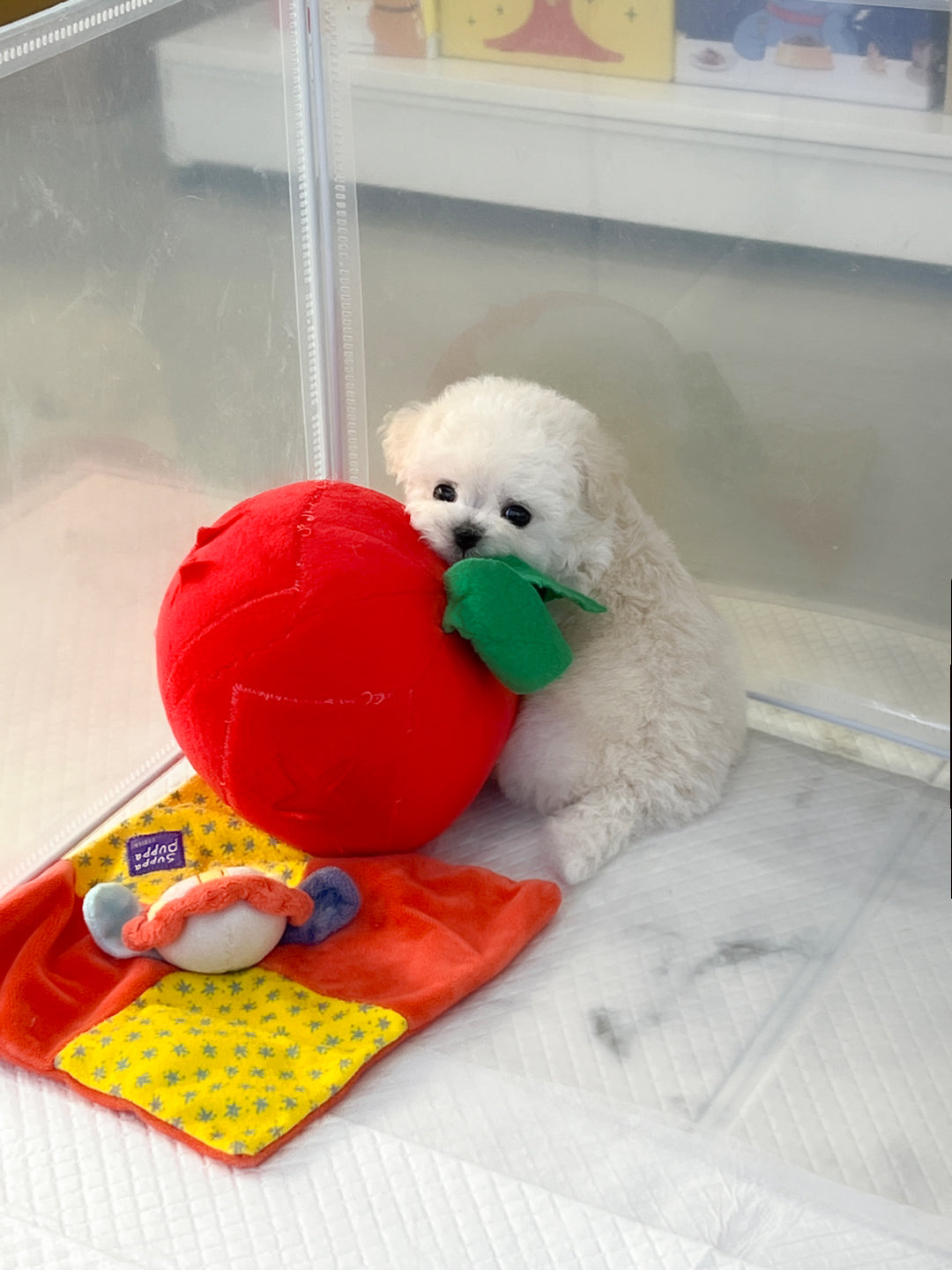 Mini Bichon - HOBBANG (Singapore shipping fee included)