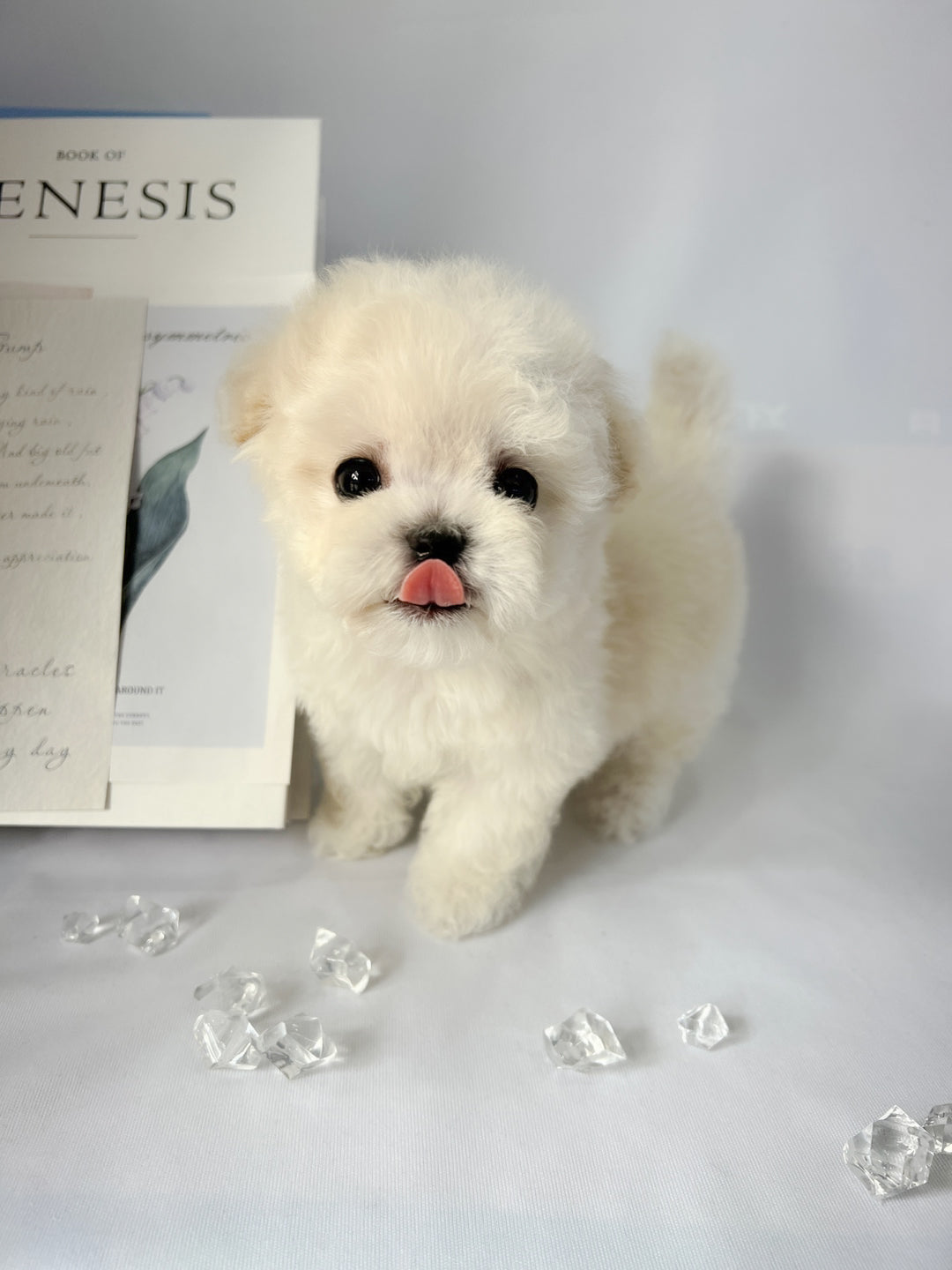 Mini Bichon - HOBBANG (Singapore shipping fee included)