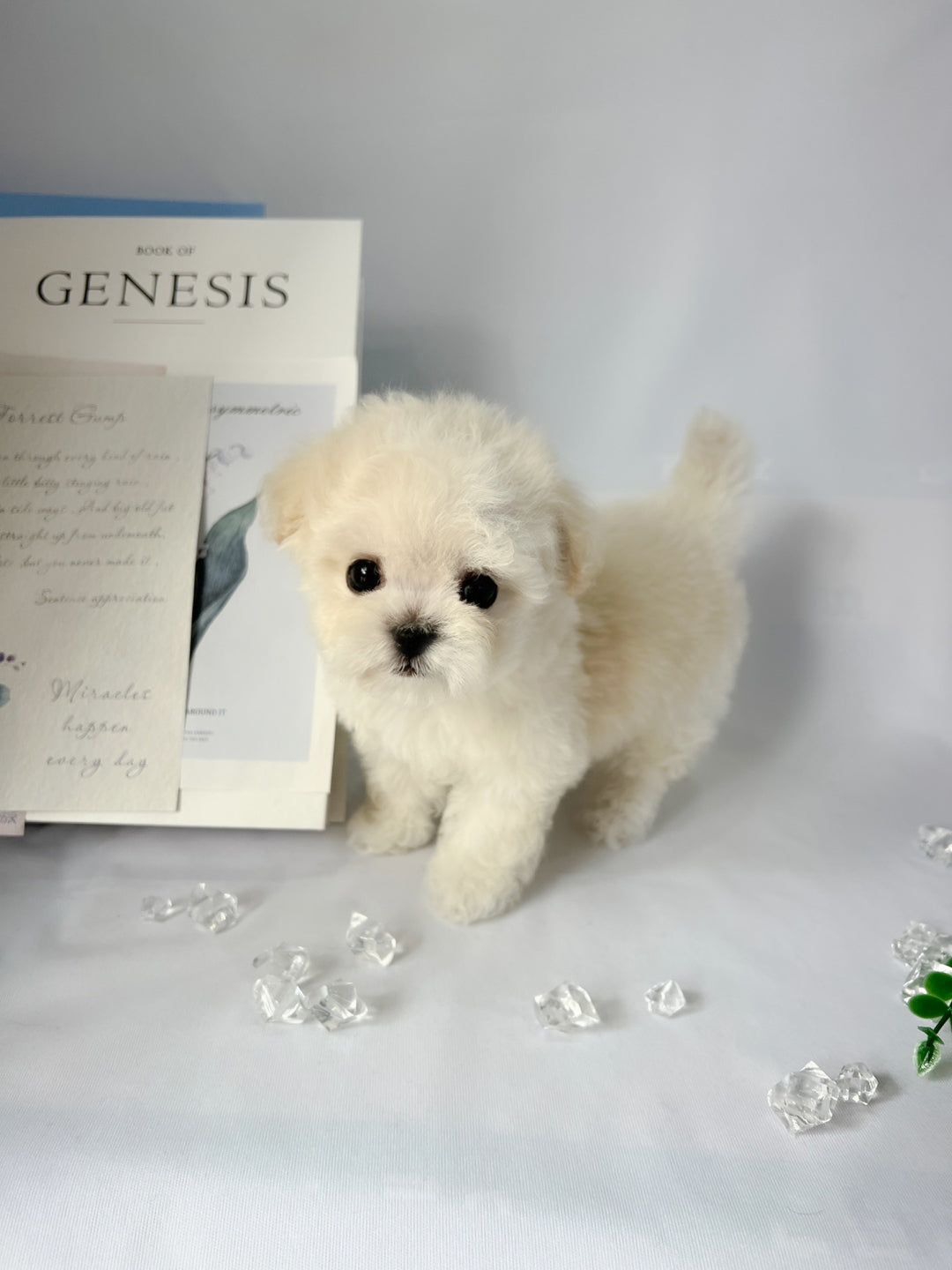 Mini Bichon - HOBBANG (Singapore shipping fee included)