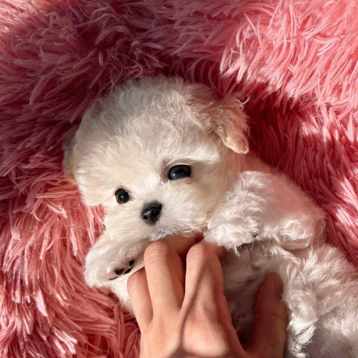 Mini Bichon - HOBBANG (Singapore shipping fee included)