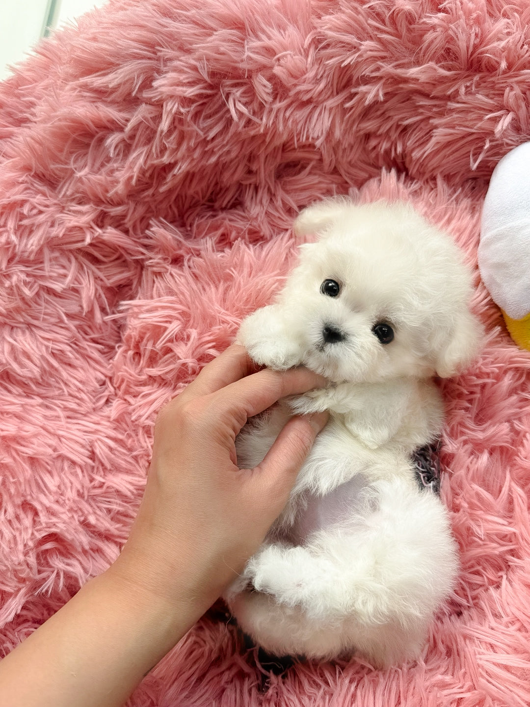 Mini Bichon - HOBBANG (Singapore shipping fee included)