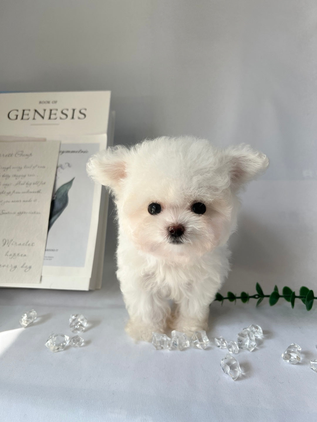 Mini Bichon Frise for sale-WINTER